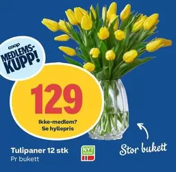 Tulipaner 12 stk