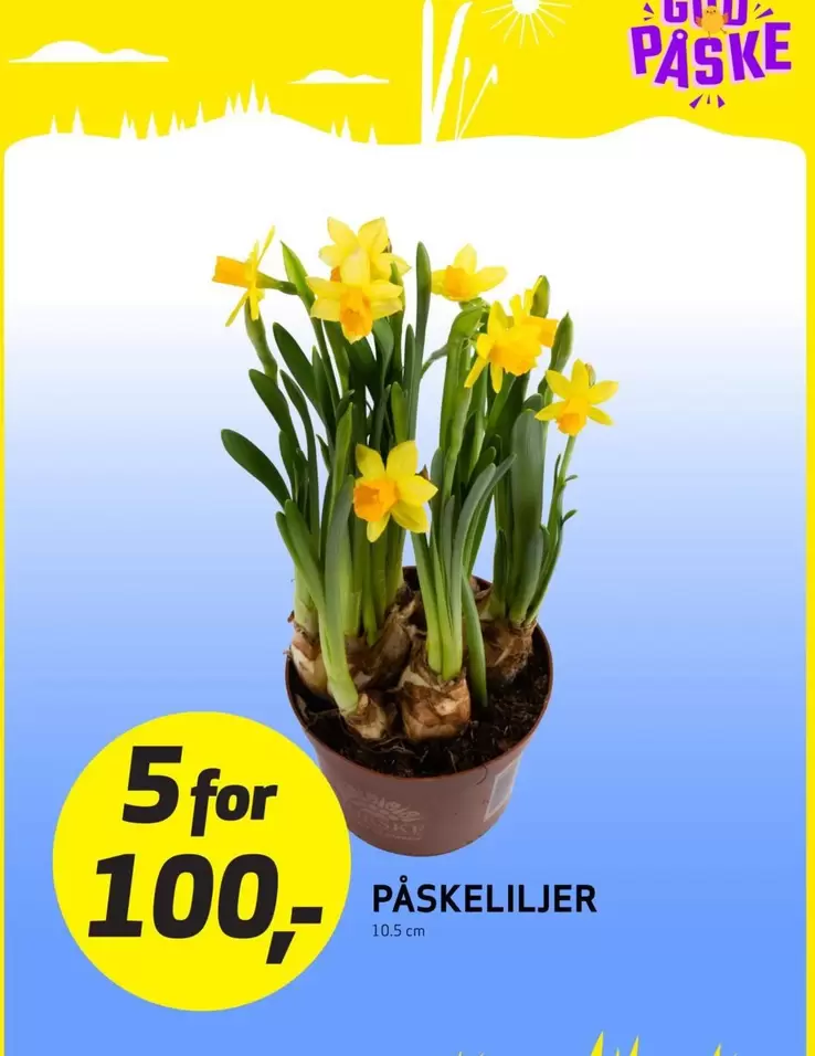 PÅSKELILJER