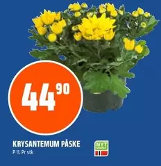 Krysantemum Påske