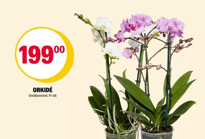 ORKIDÉ