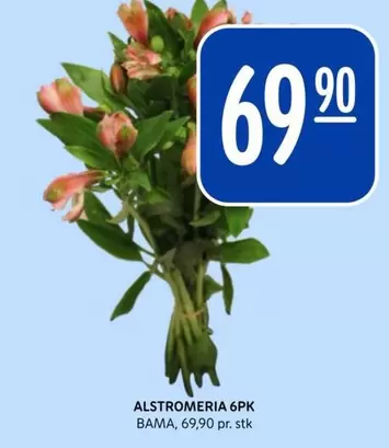 Bama - ALSTROMERIA 6PK