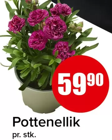 Pottennellik