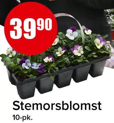 Stemorblomst