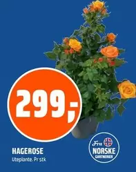 HAGEROSE Uteplante