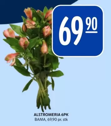 Bama - ALSTROMERIA 6PK