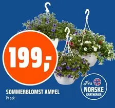 SOMMERBLOMST AMPEL
