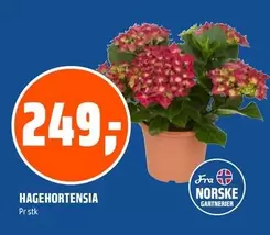 HAGEHORTENSIA