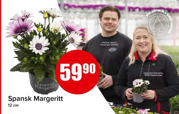 Spansk Margeritt