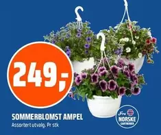 SOMMERBLOMST AMPEL