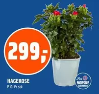 HAGEROS P 19.
