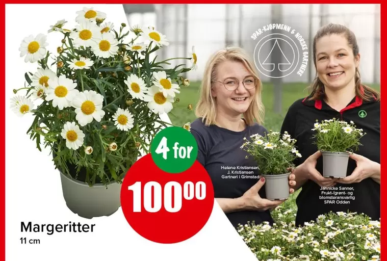Margeritter