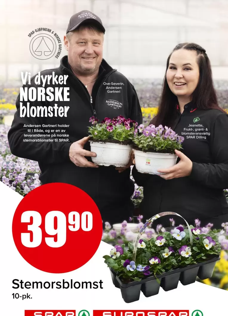 Stemorsblomst