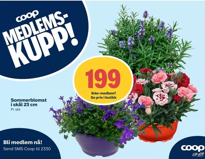 Sommerblomst i skål 23 cm