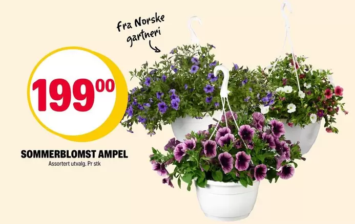 SOMMERBLOMST AMPEL