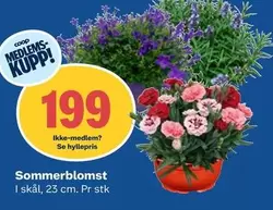 Sommerblomst
