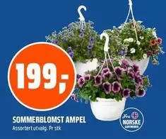 SOMMERBLOMST AMPEL