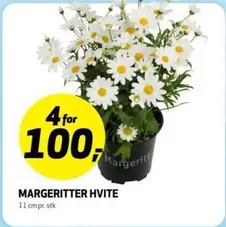 MARGERITTER HVITE