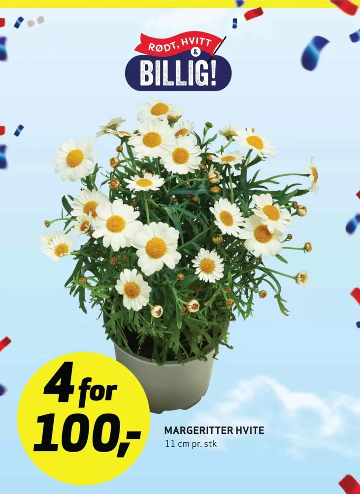 Margeritter Hvite