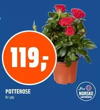 POTTEROSE