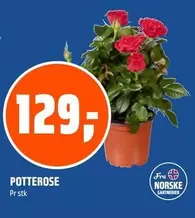 POTTEROSE