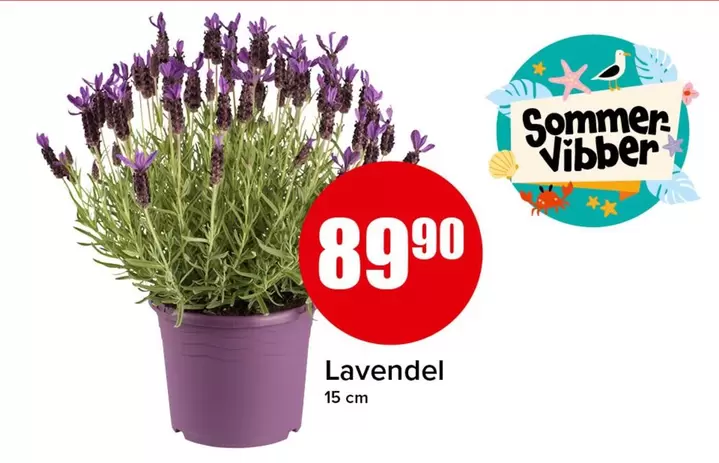 Lavendel