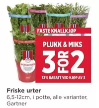 Friske urter