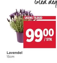 Lavendel