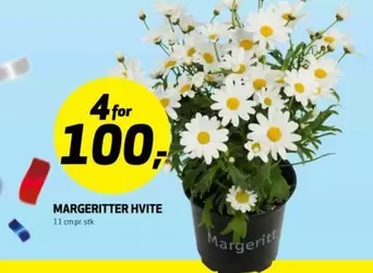 MARGERITTER HVITE