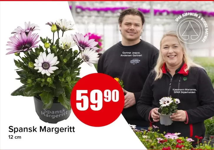Spansk Margeritt