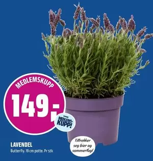 Butterfly - LAVENDEL