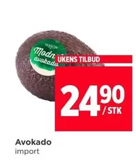 Avokado
