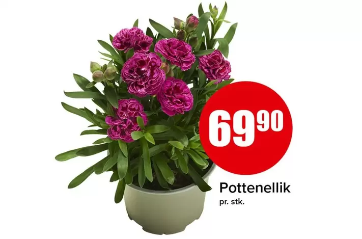 Pottennellik