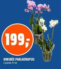 ORKIDÈE PHALAENOPSIS