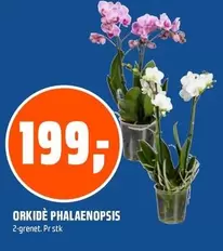 ORKIDÈ PHALAENOPSIS