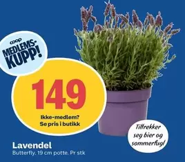 Butterfly - Lavendel