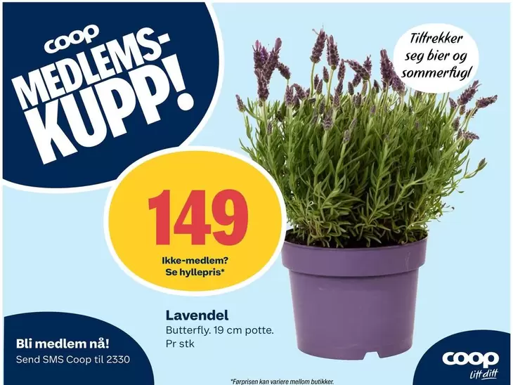 Butterfly - Lavendel