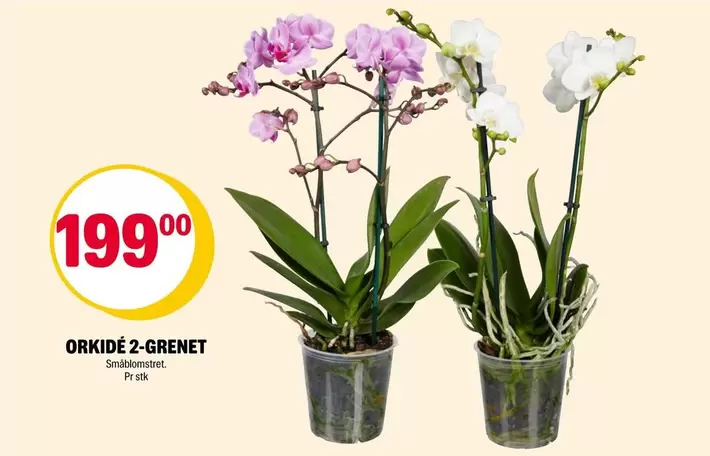 ORKIDÉ 2-GREN.