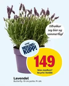 Butterfly - Lavendel
