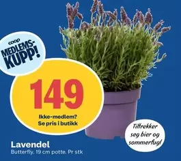 Butterfly - Lavendel