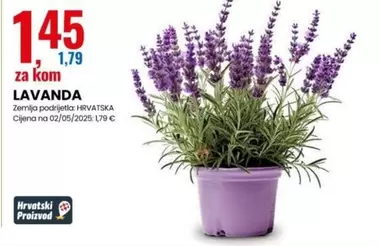 LAVANDA