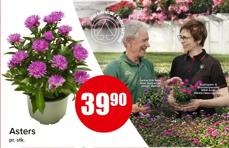Asters