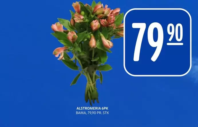 Bama - ALSTROMERIA 6PK