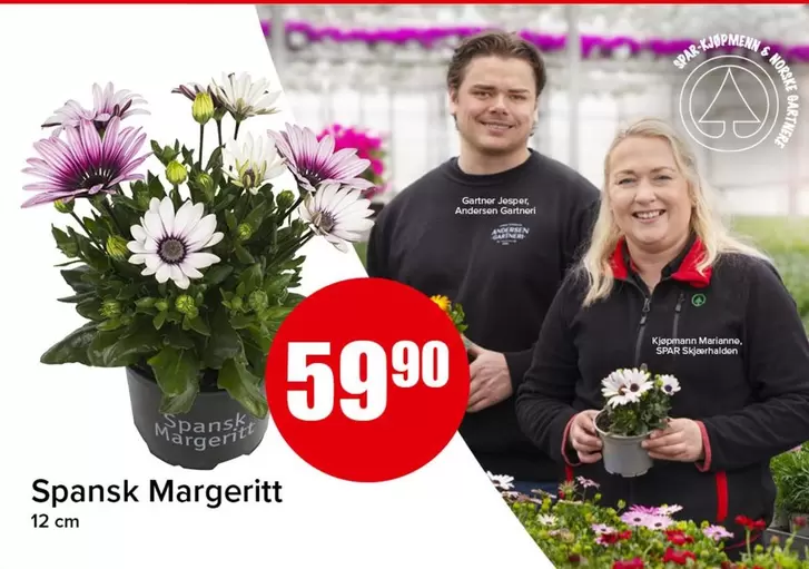 Spansk Margeritt