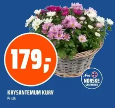 Krysantemum Kurv