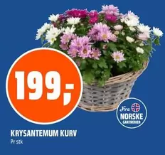 Krysantemum Kurv