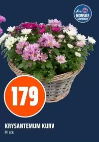 Krysantemum Kurv