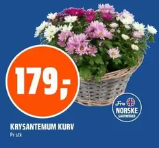 Krysantemum Kurv