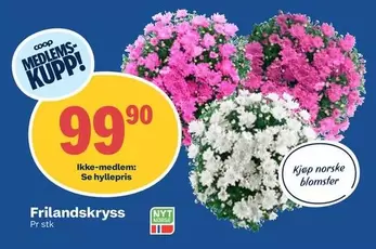 Frilandskryss