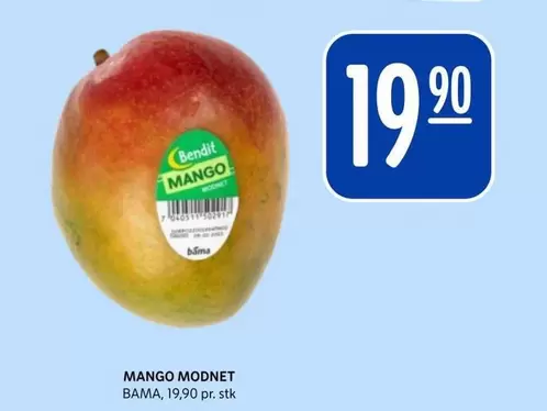 Bama - MANGO MODNET