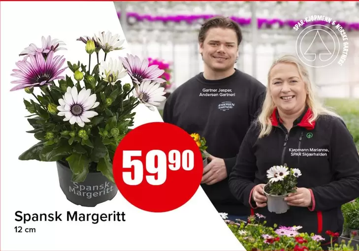 Spansk Margeritt